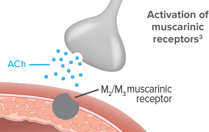 Diagram illustrating acetylcholine stimulating muscarinic receptors